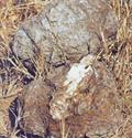 Hoelen,Fu-ling,Tuckahoe,China root,Basidmycota